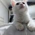 Sokaktan bulundu ömürlük yuva aranıyor fotoğraf