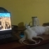Sahipsiz kediye ömürlük yuva fotoğraf