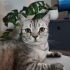 Casper yeni yuvasını arıyor fotoğraf