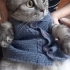 Casper yeni yuvasını arıyor fotoğraf