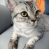 Casper yeni yuvasını arıyor fotoğraf