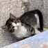 Sürmeli gözleriyle Faslı 1 ahu :) fotoğraf