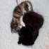 Calico minnak Aşureye sıcacık 1 yuva aranıyor! fotoğraf