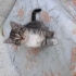 Tekir ve cins kırması 1 güzellik fotoğraf