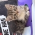 Tekir ve cins kırması 1 güzellik fotoğraf