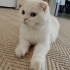 Beyaz scottish fold fotoğraf