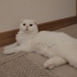 Beyaz scottish fold fotoğraf