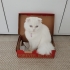 Beyaz scottish fold fotoğraf