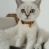 🐱 Anne-Baba ve Yavruları… 3 Güzel Can Yeni Yuvalarını Arıyor 💔 fotoğraf