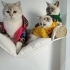 🐱 Anne-Baba ve Yavruları… 3 Güzel Can Yeni Yuvalarını Arıyor 💔 fotoğraf