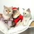 🐱 Anne-Baba ve Yavruları… 3 Güzel Can Yeni Yuvalarını Arıyor 💔 fotoğraf