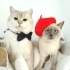 🐱 Anne-Baba ve Yavruları… 3 Güzel Can Yeni Yuvalarını Arıyor 💔 fotoğraf
