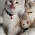 🐱 Anne-Baba ve Yavruları… 3 Güzel Can Yeni Yuvalarını Arıyor 💔 fotoğraf