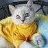 🐱 Anne-Baba ve Yavruları… 3 Güzel Can Yeni Yuvalarını Arıyor 💔 fotoğraf
