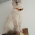 🐱 Anne-Baba ve Yavruları… 3 Güzel Can Yeni Yuvalarını Arıyor 💔 fotoğraf