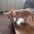 Acil yuva aranıyor fotoğraf