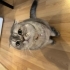 Ev kedisi Dobby’mize acil yuva arıyoruz fotoğraf