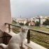 Bir yaşında British erkek kedi. Uysal, temiz yavru. Ücretsiz sahiplendirilecek fotoğraf