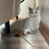 Bir yaşında British erkek kedi. Uysal, temiz yavru. Ücretsiz sahiplendirilecek fotoğraf