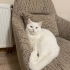 Bir yaşında British erkek kedi. Uysal, temiz yavru. Ücretsiz sahiplendirilecek fotoğraf