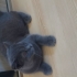 British Shorthair fotoğraf