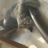 British Shorthair fotoğraf