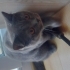 British Shorthair fotoğraf