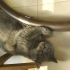 British Shorthair fotoğraf