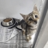 İZMİR KLİNİKTE MELEĞİNİ BEKLİYOR. BRİTİS TIGER TABY. ÜCRETSİZ SAHİPLENDİRME fotoğraf