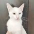 Alan kişi sokağa atıcak acil yuva aranıyor fotoğraf