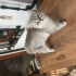Çok sevimli ve çok cana yakındır fotoğraf