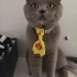 Erkek British shorthair fotoğraf