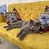 Erkek British shorthair fotoğraf
