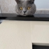 Erkek British shorthair fotoğraf