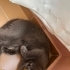 Erkek British shorthair fotoğraf