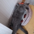 Erkek British shorthair fotoğraf