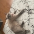 DİŞİ BLUE POİNT SEVECEN Bİ KIZ AİLESİNİ ARIYOR fotoğraf