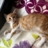 Acil yuvaaaa Bebi için fotoğraf
