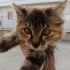 Bu minnoşa ev arıyoruz, sokakta çok zorlanıyo fotoğraf