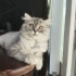 Dünyalar güzeli 3 aylık scottish fold longhair fotoğraf