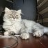 Dünyalar güzeli 3 aylık scottish fold longhair fotoğraf