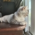 Dünyalar güzeli 3 aylık scottish fold longhair fotoğraf