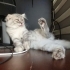 Dünyalar güzeli 3 aylık scottish fold longhair fotoğraf