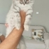 Dünyalar güzeli 3 aylık scottish fold longhair fotoğraf
