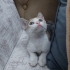 Acil yuva arıyoruz fotoğraf