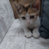 Acil yuva arıyoruz fotoğraf