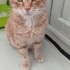 SOKAKTA YAPAMAZ ACİL YUVA fotoğraf