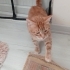 SOKAKTA YAPAMAZ ACİL YUVA fotoğraf