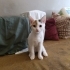 Yavru Kedi Nare Yuva Arıyor fotoğraf