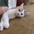 Yavru Kedi Nare Yuva Arıyor fotoğraf